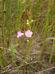 Agalinis purpurea