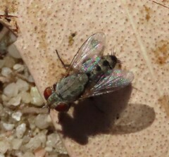 Miltogramminae