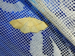 Cyclophora punctaria