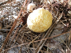 Boletaceae