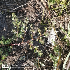 Euphorbia glyptosperma