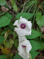 Ipomoea pandurata