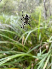 Araneus nordmanni