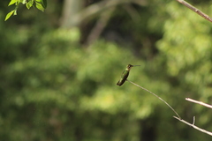 Eugenes fulgens