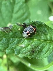 Cosmopepla lintneriana