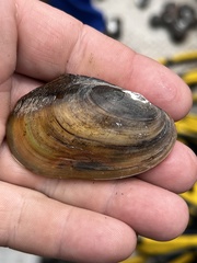 Potamilus fragilis