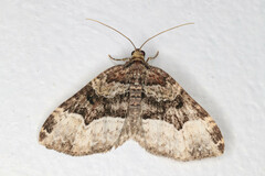 Euphyia intermediata