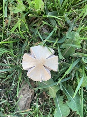 Conocybe apala