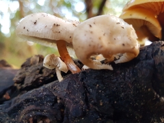Collybia eucalyptorum