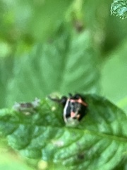 Cosmopepla lintneriana