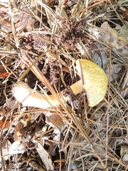 Boletaceae