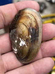 Potamilus fragilis