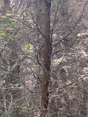 Chamaecyparis thyoides