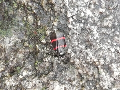 Huaina inca