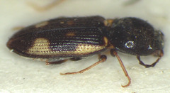 Austrocardiophorus