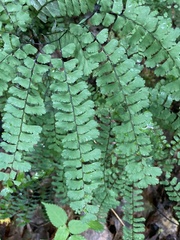 Adiantum pedatum