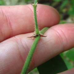Desmodium nuttallii