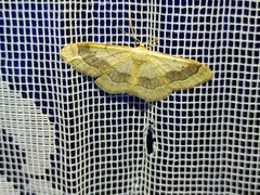 Idaea aversata