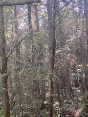 Chamaecyparis thyoides