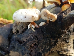 Collybia eucalyptorum