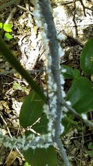 Grylloprociphilus imbricator