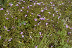 Agalinis neoscotica