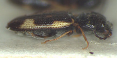 Austrocardiophorus