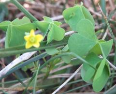 Oxalis dillenii