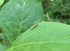 Graphocephala coccinea