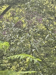 Vernonia fasciculata
