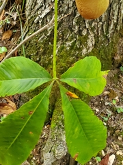 Aesculus