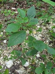 Desmodium nuttallii