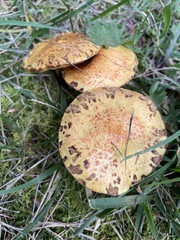 Suillus americanus