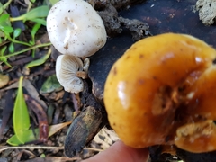 Collybia eucalyptorum
