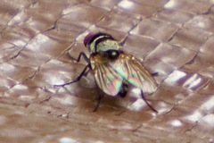 Anthomyia