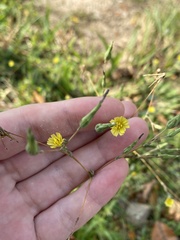 Lactuca serriola