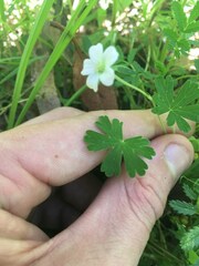 Geranium neglectum