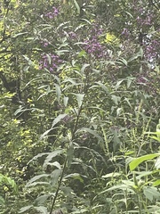 Vernonia fasciculata