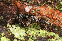 Camponotus pennsylvanicus