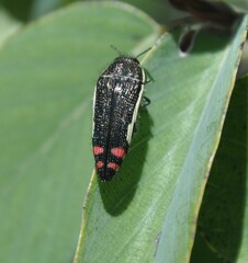 Acmaeodera flavomarginata