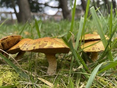 Suillus americanus