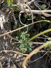 Lotus corniculatus