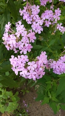 Phlox