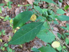 Ditrysinia fruticosa