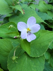 Viola canadensis