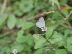 Cupido comyntas texana
