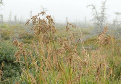 Scirpus cyperinus