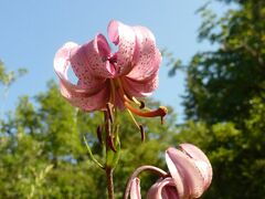 Lilium martagon martagon