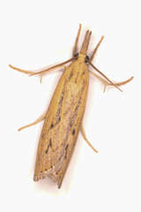 Pediasia trisecta