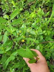 Lysimachia terrestris